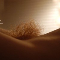 Big Fiery Bush - Hairy Bush