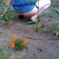 Pic #3 Pantieless Me:&nbsp;Skylar's Garden