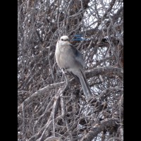 Pic #3 Tit Flash