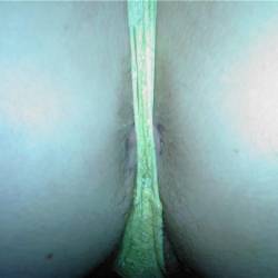 My wife's ass - Swallows 