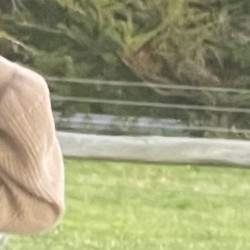 Medium tits of my wife - The goods