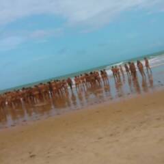 Festa Naturista