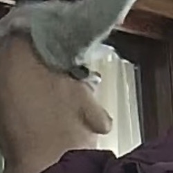 Large tits of my room mate - Dee Dee
